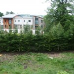 English Hedging 4-4.5m Green Leylandii planted