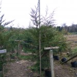 Green Leylandii hedge for instant impact hedging 2.25-2.5m tall 11 litre pot