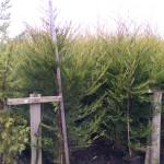 Castlewellan Gold Leylandii hedging plant for instant impact hedge 2-2.25m tall 11 litre pot