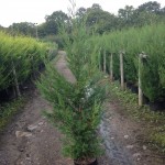 Green Leylandii 2001 1.5-175m 11 litre instant hedging Leylandii