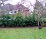 Green Leylandii 12'-14' tall instant hedge 4m tall