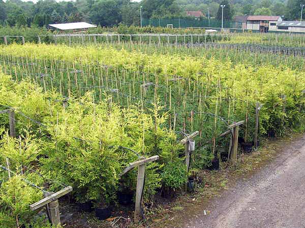 Green and Gold Leylandii Hedges