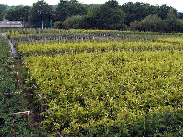 Green and Gold Leylandii on Transplant Nursery