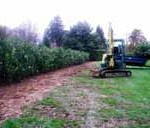 Planting of 7'-8' Laurel Hedging instant hedge