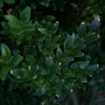 Buxus Semperivens Box 3