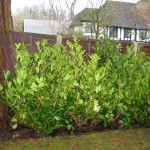 LRL RB 5'-6' planted hedge