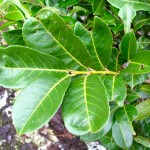 Laurel foliage