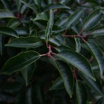 Portugal Laurel foliage 3