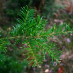 TXS foliage