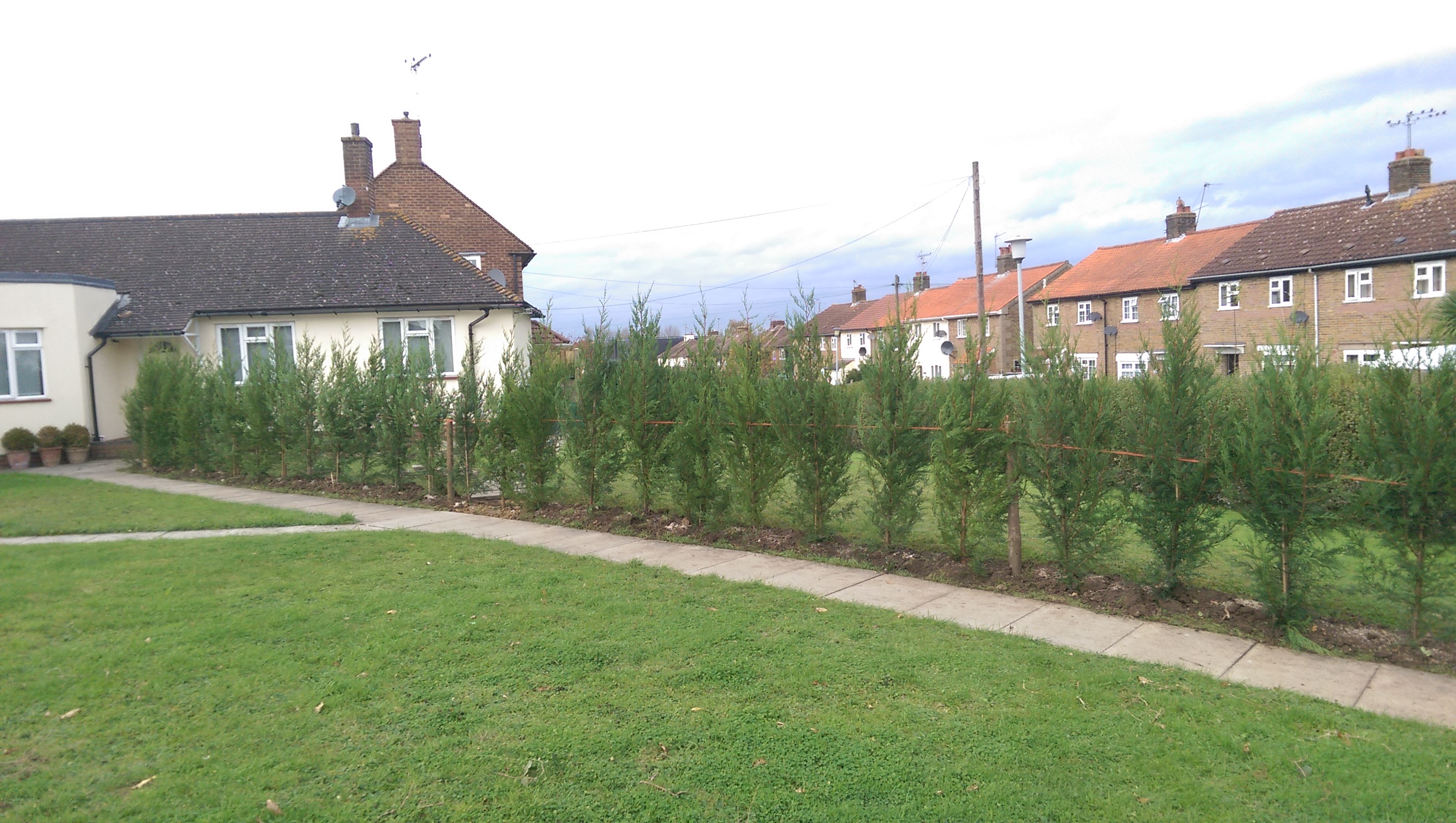 Green Leylandii 2001 hedging plants completed evergreen instant hedge